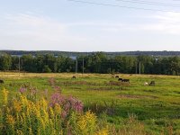 IMG_20260801_182129_905.jpg