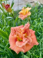 IMG_1591.jpeg