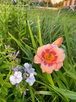 IMG_1565.jpeg
