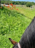 IMG_1579.jpeg