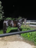 IMG_1595.jpeg