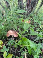 IMG_1599.jpeg