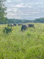 IMG_1605.jpeg