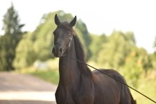 DSC_7787.JPG