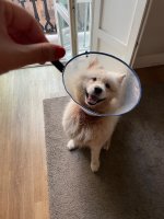 IMG_4677.jpeg