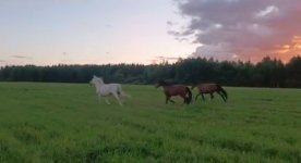 Screenshot_2026-08-08-11-42-47-697_com.vkontakte.android.jpg