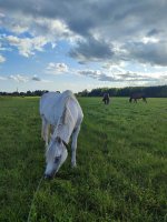 IMG_20260809_180545.jpg