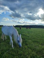 IMG_20260809_180541.jpg