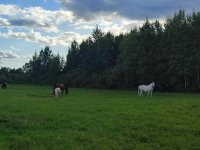 IMG_20260809_175745.jpg