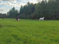 IMG_20260809_175742.jpg