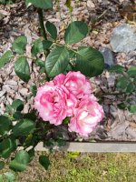 IMG_20260811_140236.jpg
