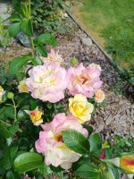IMG_20260811_140324.jpg
