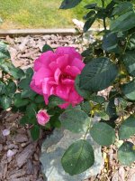 IMG_20260811_140403.jpg