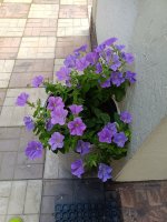 IMG_20260811_161644.jpg