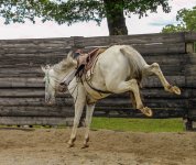 IMG_4137.JPG