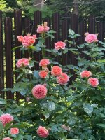 IMG_9460.jpeg