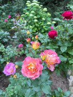 IMG_9478.jpeg
