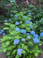 IMG_9550.jpeg