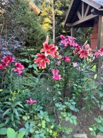 IMG_9551.jpeg