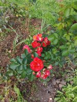 IMG_20260731_153641.jpg