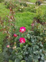 IMG_20260731_154530.jpg