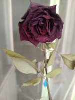 IMG_20260806_152158.jpg