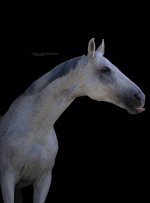 IMG_7175.jpeg