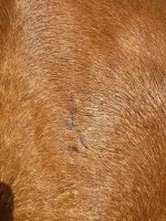 IMG_9954.jpeg
