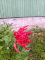 IMG_20260817_203238.jpg
