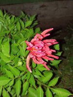 IMG_20260817_220434.jpg