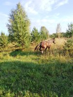 IMG_20260815_191226_737.jpg
