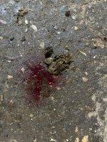 IMG_2313.jpeg