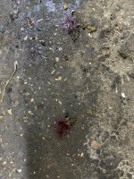 IMG_2312.jpeg