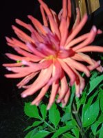 IMG_20260825_220911.jpg
