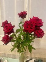 IMG_2067.jpeg