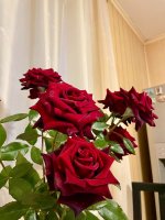 IMG_2069.jpeg