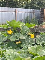 IMG_2109.jpeg