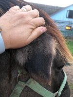 IMG_6652.jpeg