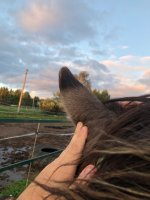 IMG_6654.jpeg