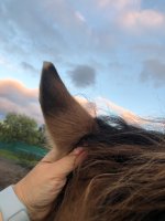 IMG_6660.jpeg
