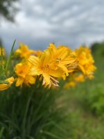 IMG_1125.jpeg