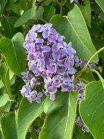 IMG_0647.jpeg