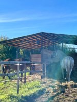 IMG_2168.jpeg