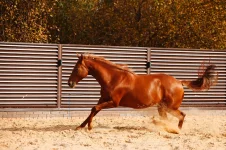GC4A0993.webp