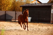 GC4A0985.webp
