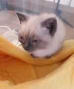 IMG-20240527-WA0012.webp IMG-20240527-WA0012.webp