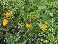 IMG_0649.webp