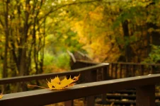DSCF8680.webp