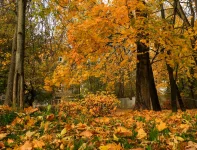 DSCF8596.webp