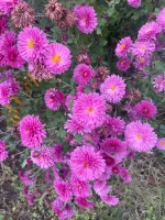 IMG_2558.webp